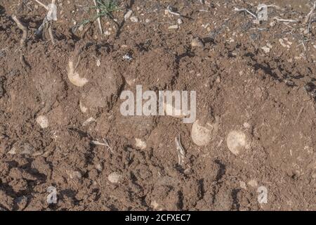 Freiliegende Kartoffeln in Graten / Hügeln mit oberen Schals sichtbar & warten auf volle Ernte. Für Kartoffelanbau, Metapher UK Nahrungsmittelproduktion, UK Landwirtschaft. Stockfoto