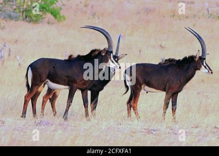 Drei männliche Sable Antilopen stehen im trockenen gelben Gras auf der afrikanischen Savannah. Hwange-Nationalpark, Simbabwe Stockfoto