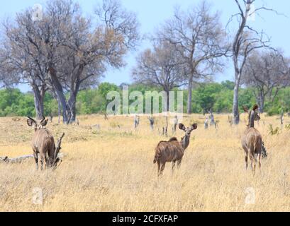 Familie von Greater Kudu steht auf der afrikanischen Ebene mit dem jungen jungen Kalb Blick direkt in die Kamera - Hwange National Park, Simbabwe Stockfoto