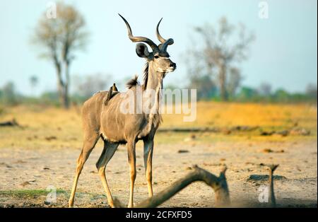 Männchen Greater Kudu steht auf der afrikanischen Savanne mit Ochsenspechten auf dem Rücken - Hwange National Park, Simbabwe Stockfoto