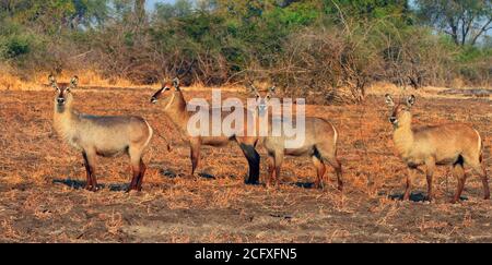 Herde von Wasserböcken auf der trockenen Ebene in Süd-Luangwa, Sambia Stockfoto