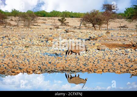 Lone Gemsbok Oryx neben einem Wasserloch mit perfekter Reflexion im Wasser mit einer schönen Wolkenlandschaft - Etosha National Park, Namibia Stockfoto