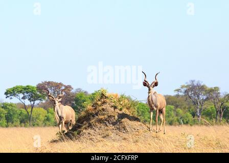 Zwei männliche Kudu-Antilopen, die neben einem Termitenhügel in der trockenen Steppe Afrikas, Hwange National Park, Simbabwe, stehen Stockfoto