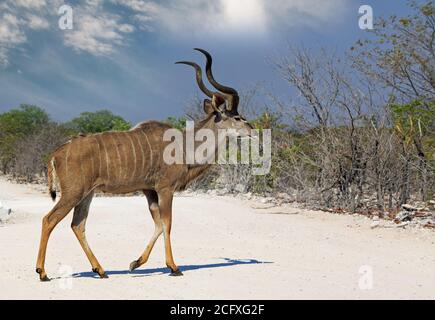 Großer Erwachsener männlicher Kudo, der über den sandigen Feldweg rRoad im Etosha National Park, Namibia, geht Stockfoto