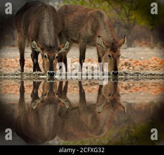 Zwei weibliche Wasserböcke ( Kobus ellipsiprymnus) mit ihren Köpfen nach unten nehmen einen Drink aus dem Camp Wasserloch mit Wasserspiegelung. Aus einem niedrigen Winkel aufgenommen, Stockfoto