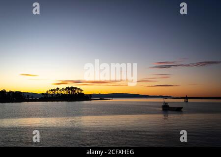 Bäume auf Haulashore Island in Tasman Bay, Nelson, Südinsel, Neuseeland Stockfoto