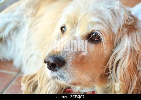 Niedlicher Cocker Spaniel Hund, Nahaufnahme Porträt Stockfoto