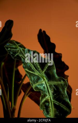 Eine Nahaufnahme einer Blume, die ihre Textur auf einem orangefarbenen Hintergrund zeigt Stockfoto