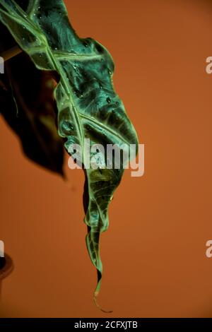 Eine Nahaufnahme einer Blume, die ihre Textur auf einem orangefarbenen Hintergrund zeigt Stockfoto