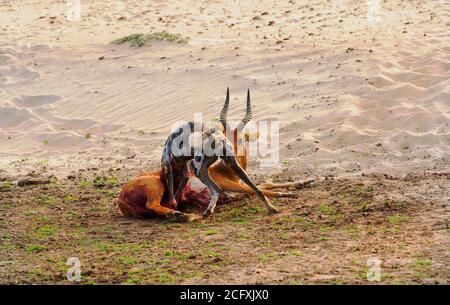 Afrikanischer Jagdhund, der vor kurzem im South Luangwa Nationsl Park, Sambia, einen Puku-Kill frißt Stockfoto