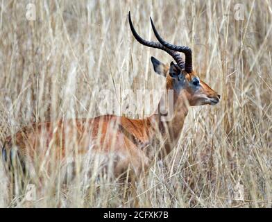 Thomsons Gazelle verbargte teilweise das lange trockene Gras auf der Masai Mara, Kenia Stockfoto