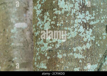 Nahaufnahme. Natürliche Wurzelstruktur Hintergrundmaterial. Hintergrundmuster Des Alten Holzbaums. Trockene Baumrinde. Stockfoto