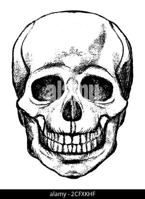 Menschlicher Schädel, Skelett Kopf Anatomie Tinte Hand gezeichnet Gravur Radierung Linie Kunst Stock Vektor vintage Illustration Stock Vektor
