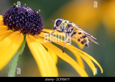 Helophilus trivittatus - große Sumpfschwebfliege ruht auf Rudbeckia Fulgida - Orange Cone Flower Stockfoto