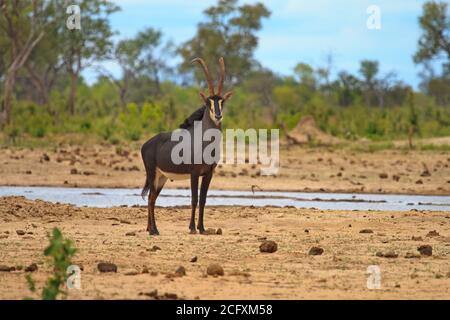 Ein einfarbiger Sable Antelope, der auf der trockenen Makololo Ebene steht und direkt in die Kamera blickt.das Wasserloch befindet sich gegenüber dem Camp, also eine herrliche Aussicht Stockfoto