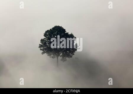 Geographie / Reisen, Deutschland, Bayern, Grossweil, Herbstnebel, Grossweil, Kochelseemoos, Werdenfelser, Additional-Rights-Clearance-Info-Not-available Stockfoto