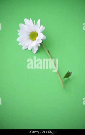 Nahaufnahme der weißen Chrysantheme Blume auf einem pastellgrünen Hintergrund - chrysanth Stockfoto