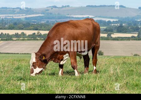 Hereford Crossbred Beef Steer, eine braune und weiße Kuh, die auf einem Feld grast Stockfoto