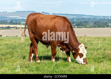 Hereford Crossbred Beef Steer, eine braune und weiße Kuh, die auf einem Feld grast Stockfoto