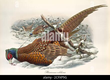 'Tot Fasan nach beeng gefangen im Schnee mit einem Draht. Vintage-Stil Kunst des Common Pheasant (Phasianus colchicus. Von John Gould London 1862-1873' Stockfoto