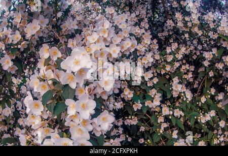 Blühender Jasminbusch im Garten, selektiver Fokus, Nahaufnahme. Stockfoto