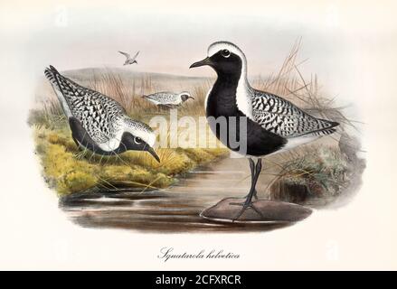 'Grauer Pfuster (Pluvialis squatarola). Schwarz-weiß gestreift Vogelfuss auf einem Teich. Detaillierte Vintage-Stil Kunst von John Gould London 1862-1873' Stockfoto