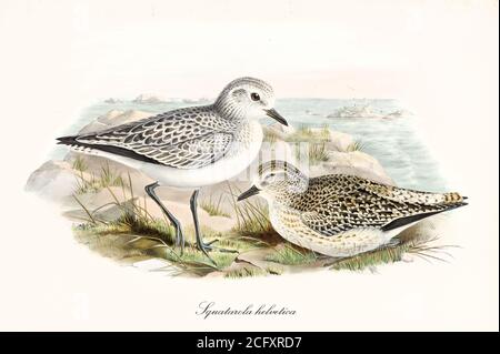 Graupfeifer (Pluvialis squatarola) Wintergefieder und juvenil. Weiß schwarz gepunktete Wasservögel auf einem felsigen Boden. Kunst von John Gould London 1862-1873 Stockfoto