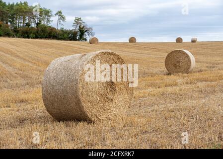 Große runde Strohballen, die im Spätsommer auf dem Feld geerntet werden. Haystacks. Landschaft auf dem Land. Stockfoto