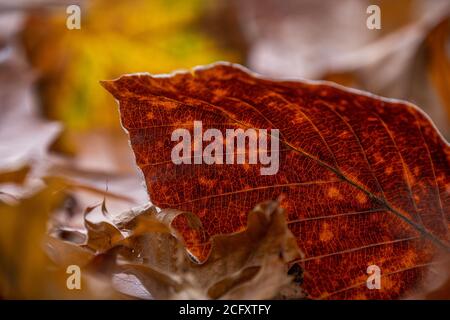 Textur von burgunderroten Buchenblättern auf dem Boden im sonnigen Herbstpark. Stockfoto
