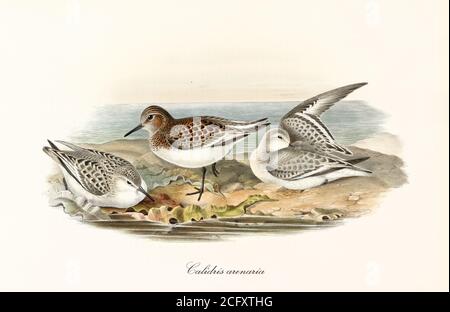 'Drei Sanderling (Calidris alba) Vögel auf flachen rosa Stein neben Körper aus Wasser. Detaillierte Vintage Aquarellkunst von John Gould London 1862-1873' Stockfoto