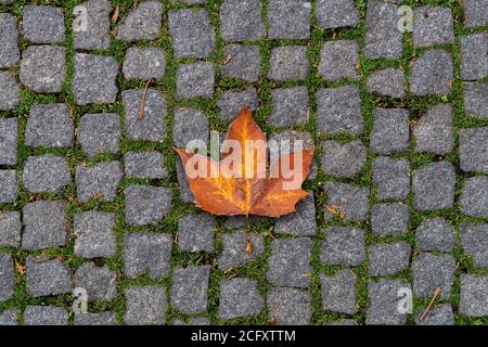 Orange Ahornblatt liegt auf den Pflastersteinen. Herbst in einer Stadt Stockfoto