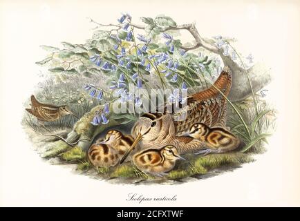 'Eurasischer Waldhahn (Scolopax rusticola) Vogel in Vegetation versteckt, um Kinder in der Nähe eines anderen Exemplars zu schützen. Kunst von John Gould London 1862-1873' Stockfoto