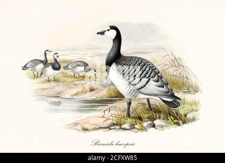 'Barnacle Goose (Branta leucopsis) Vogel bunt schwarz und weiß gefiedert auf einem Teich Ufer. Detaillierte Vintage-Kunst von John Gould London 1862-1873' Stockfoto