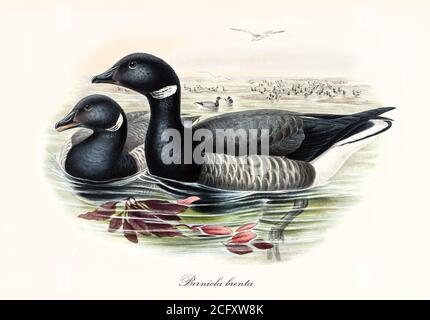 Paar Brent Goose (Branta bernicla) bunten grauen Ton Wasservögel schwarzen Kopf und Hals, im Wasser. Vintage Art von John Gould London 1862-1873 Stockfoto