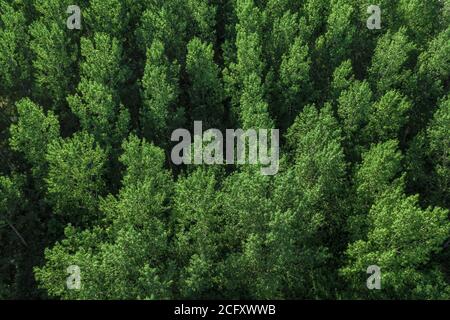 Drohnenfotografie, Blick aus dem hohen Winkel auf grünen Espenwald am sonnigen Sommertag Stockfoto
