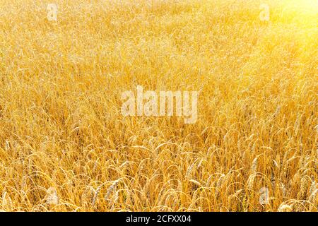 golden Weizenfeld im Sommer. sonnenaufgang auf dem Weizenfeld mit Roggen. Sommer Weizen Landwirtschaft Hintergrund. Landschaft Agro-Geschäft Stockfoto