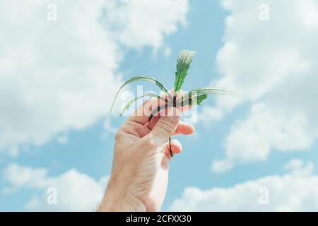 Agronom hält industrielle Hanfpflanzenblatt in der Hand, Nahaufnahme mit selektivem Fokus Stockfoto