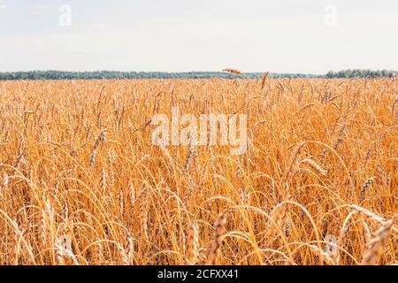 Getreideanbau. Schöne ländliche Landschaft mit gelben Pflanzen und blauen Himmel. Weizen im Feld. Landwirtschaft in der Altai-Region in Russland. Reich Stockfoto