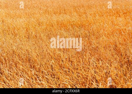 Weizenfeld als Kornhintergrund oder Textur. Ernte und Brot. Stockfoto