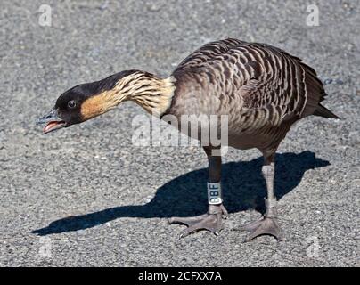 Hawaiian Goose (branta sandvicensis) Stockfoto
