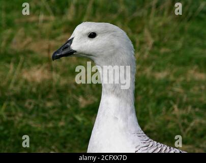 Upland/Magellan Goose (chloephaga picta) Männlich Stockfoto