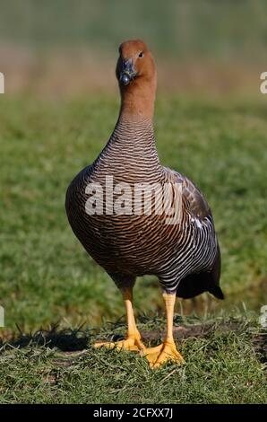 Upland/Magellan Goose (chloephaga picta) Weiblich Stockfoto