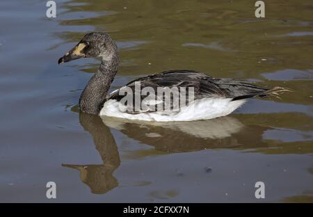 Elster Gans (Anseranus semipalmata) Jugendlicher Stockfoto