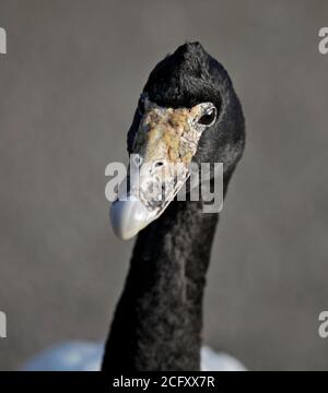 Magpie Goose (Anseranus Semipalmata) Stockfoto