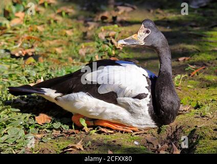 Magpie Goose (Anseranus Semipalmata) Stockfoto