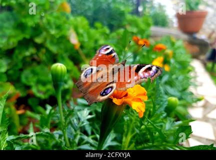 Europäischer Pfau Schmetterling - Aglais io Stockfoto