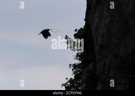 Eine Westjackdaw, die in Richtung einer steilen Klippe im Luberon, Frankreich, fliegt Stockfoto