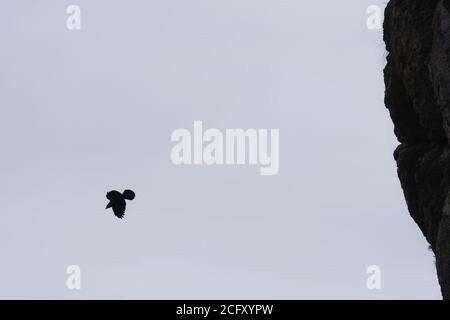 Eine Westjackdaw, die von einer steilen Klippe im Luberon, Frankreich, fliegt Stockfoto