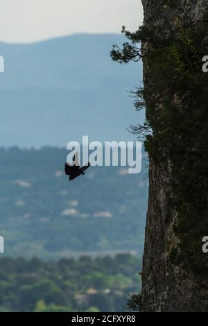 Eine Westjackdaw, die von einer steilen Klippe im Luberon, Frankreich, fliegt Stockfoto