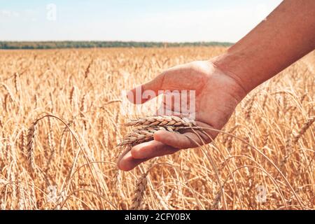 Getreideanbau. Schöne ländliche Landschaft mit gelben Pflanzen und blauen Himmel. Weizen im Feld. Männlicher Bauer kontrolliert die Reife von Weizenohren. Stockfoto